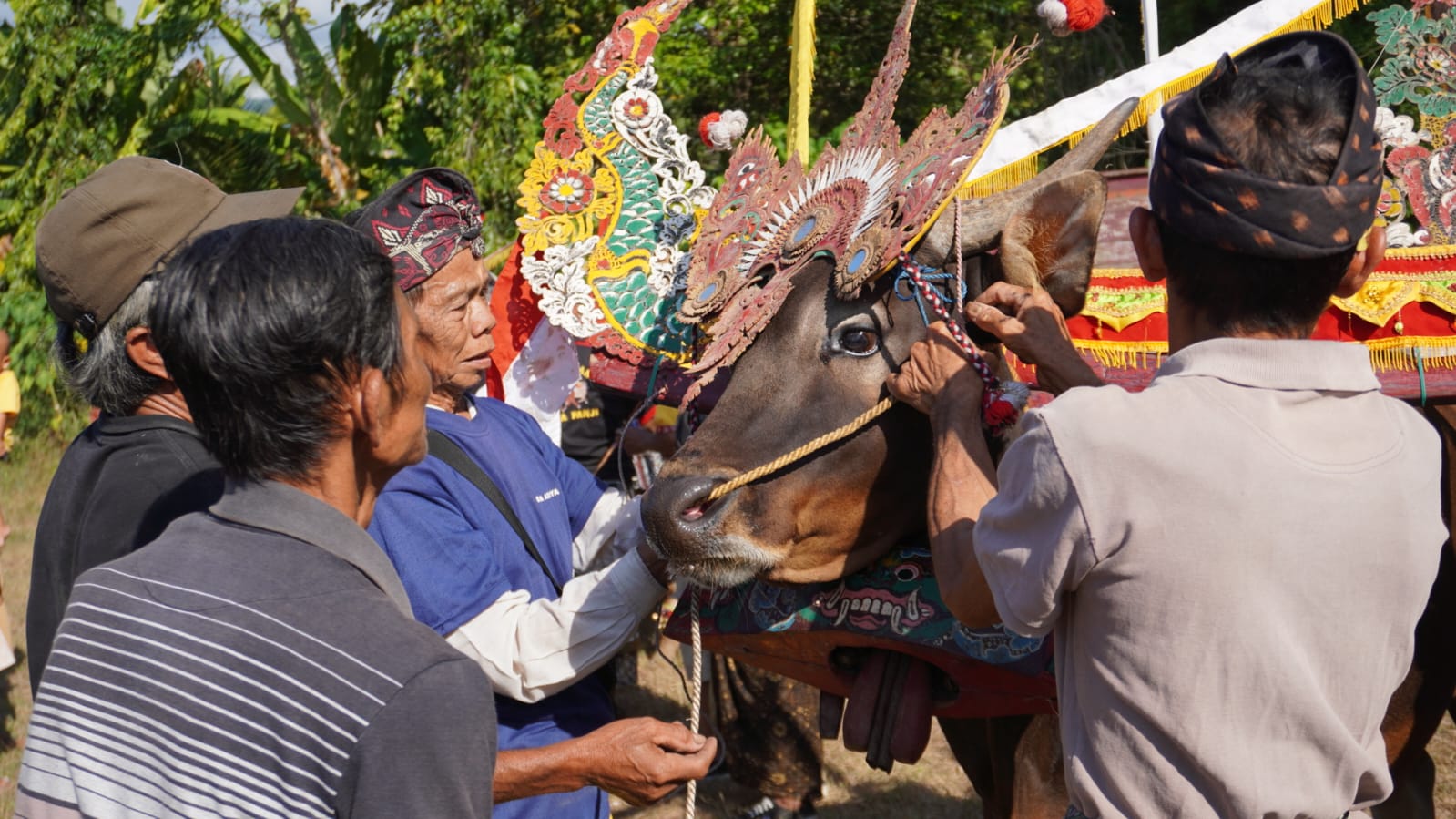 Bermula Nawur Sesangi, Sapi Gerumbungan Lestari Turun-Temurun Sebagai Pertunjukan