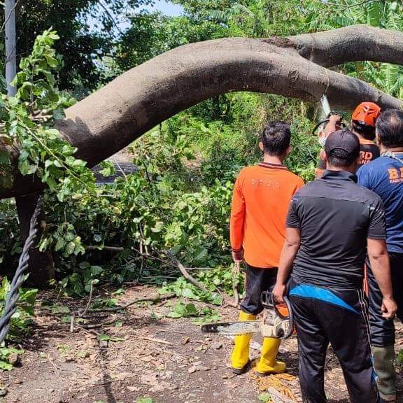 BPBD Buleleng Himbau Masyarakat Waspada Pohon Tumbang di Tengah Cuaca Ekstrem