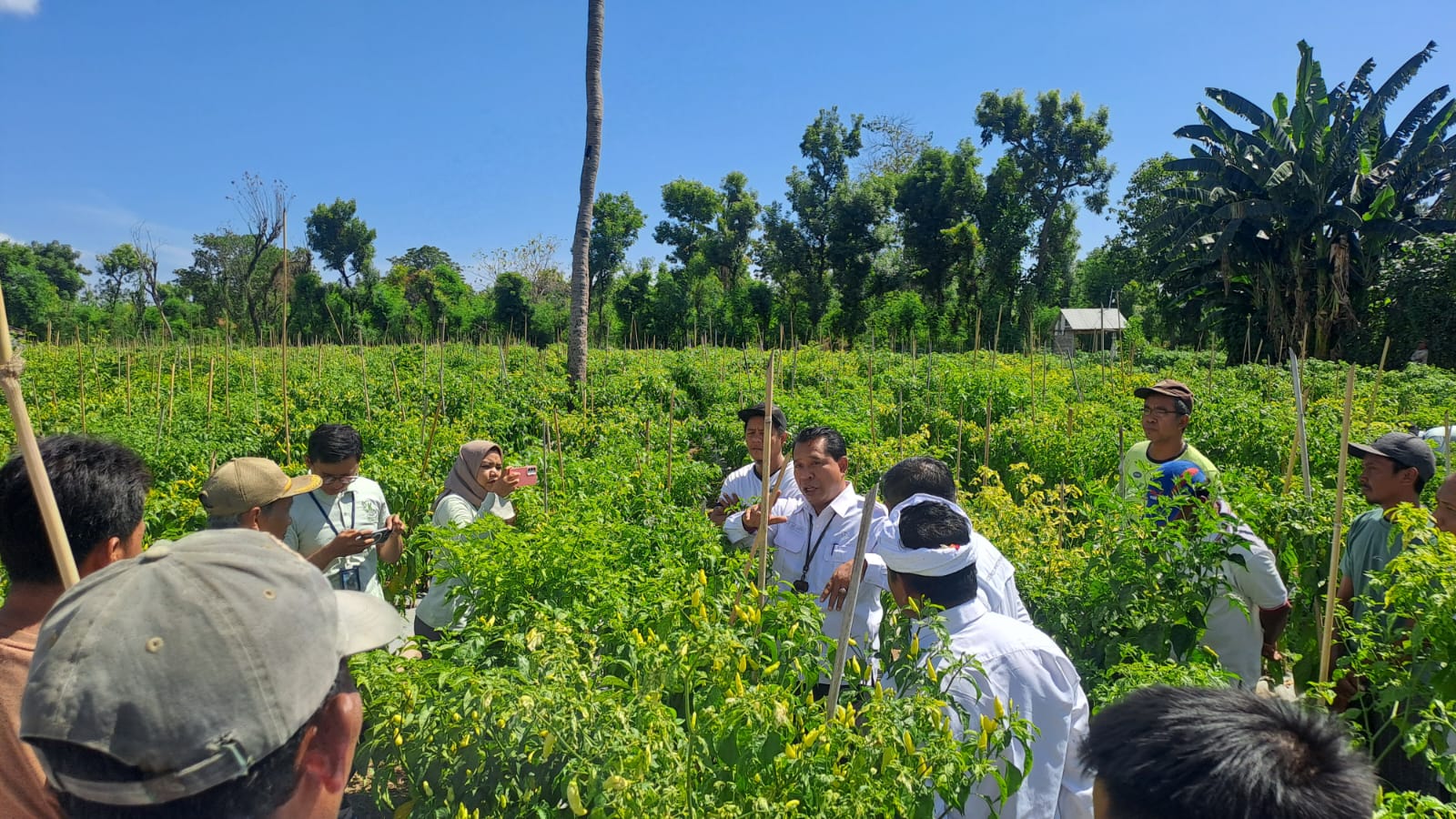 Buleleng Alami Deflasi, TPID Buleleng Kunjungi Petani Cabai Bubunan Jalin Kerjasama