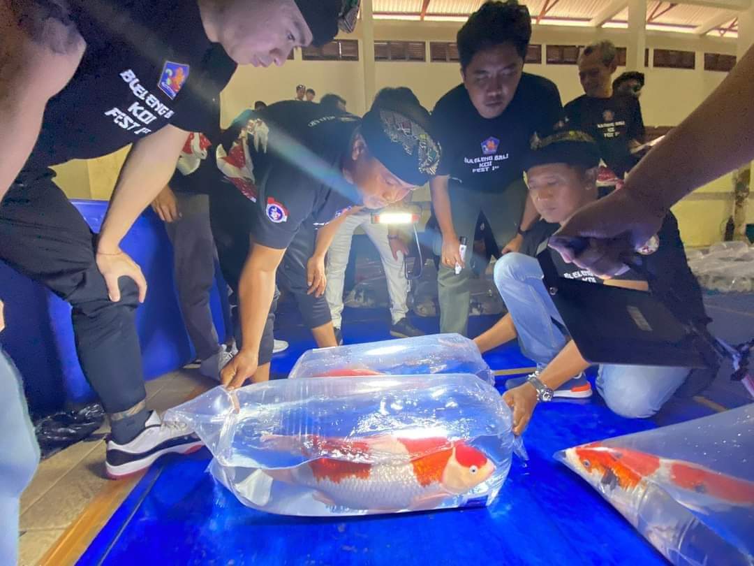 Buleleng Bali Koi Festival Kedua, DKPP Targetkan 500 Ikan dan Hadiah Puluhan Juta