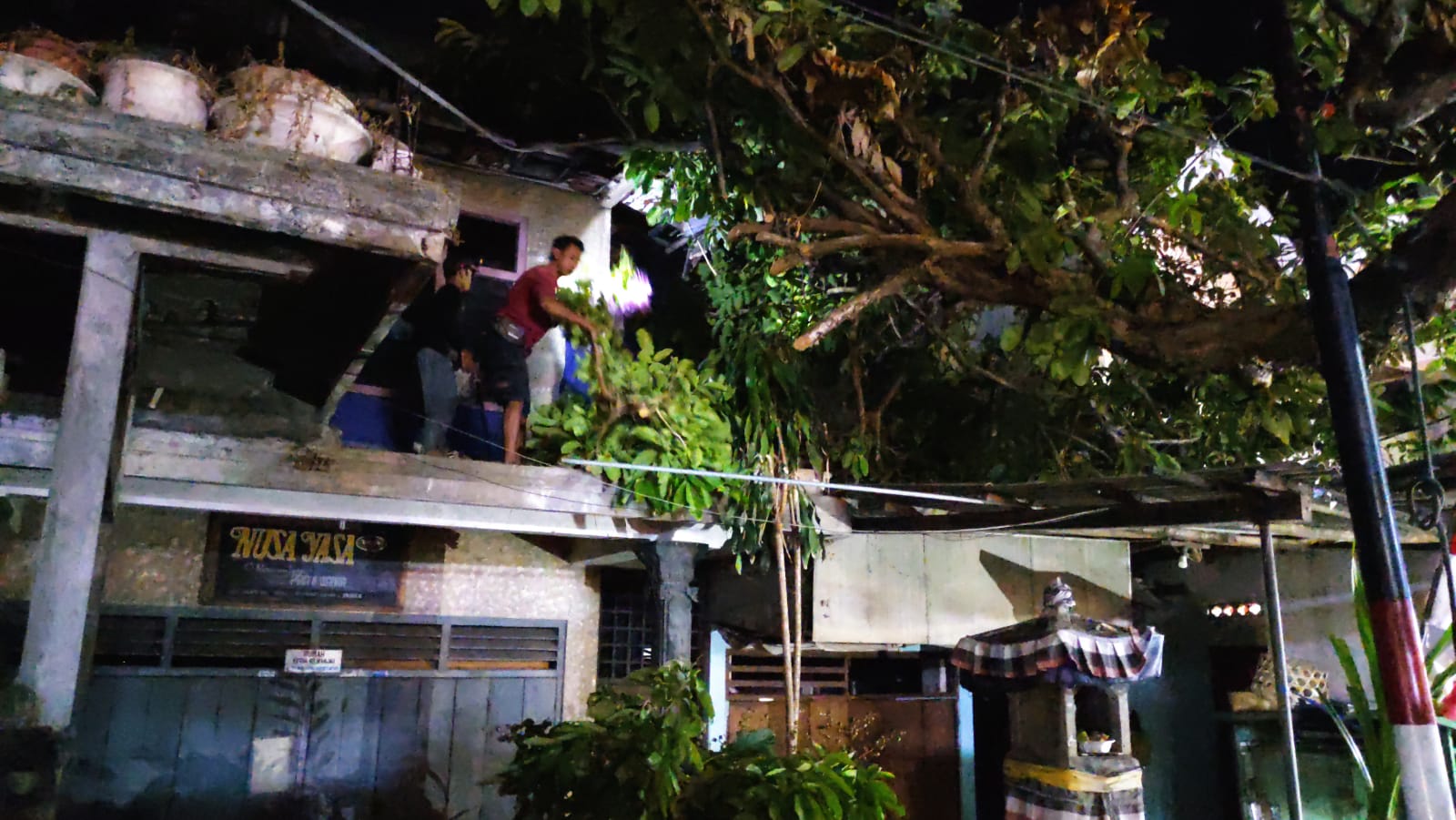 Cepat Tanggap! DLH Buleleng Bersama BPBD Buleleng Tangani Pohon Tumbang Atas Laporan Warga