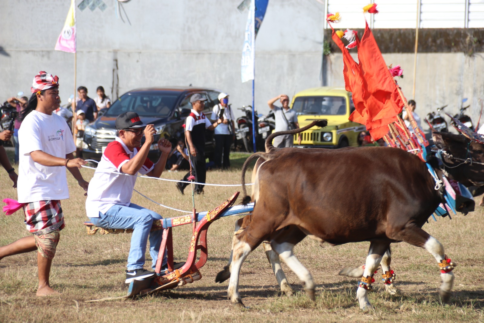 Desember Mendatang, Parade Dan Lomba Sapi Gerumbungan Kembali Digelar