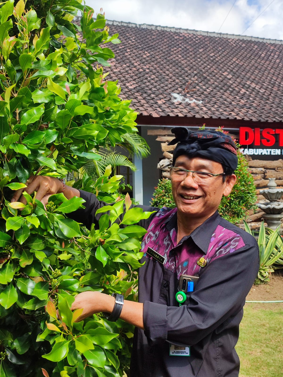 Distan Buleleng Kembangkan Cengkeh Sambung, Solusi Menanam Di Lahan Kering