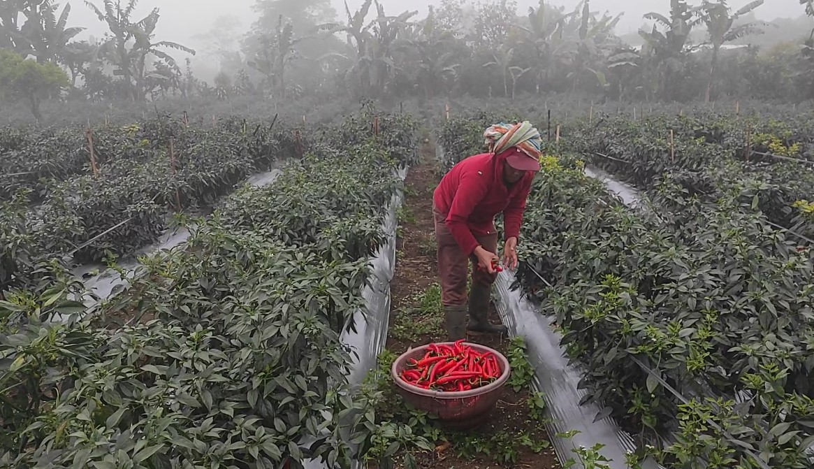 Komitmen Tekan Inflasi, Pemkab.Buleleng Libatkan Petani Stabilkan Harga Cabai