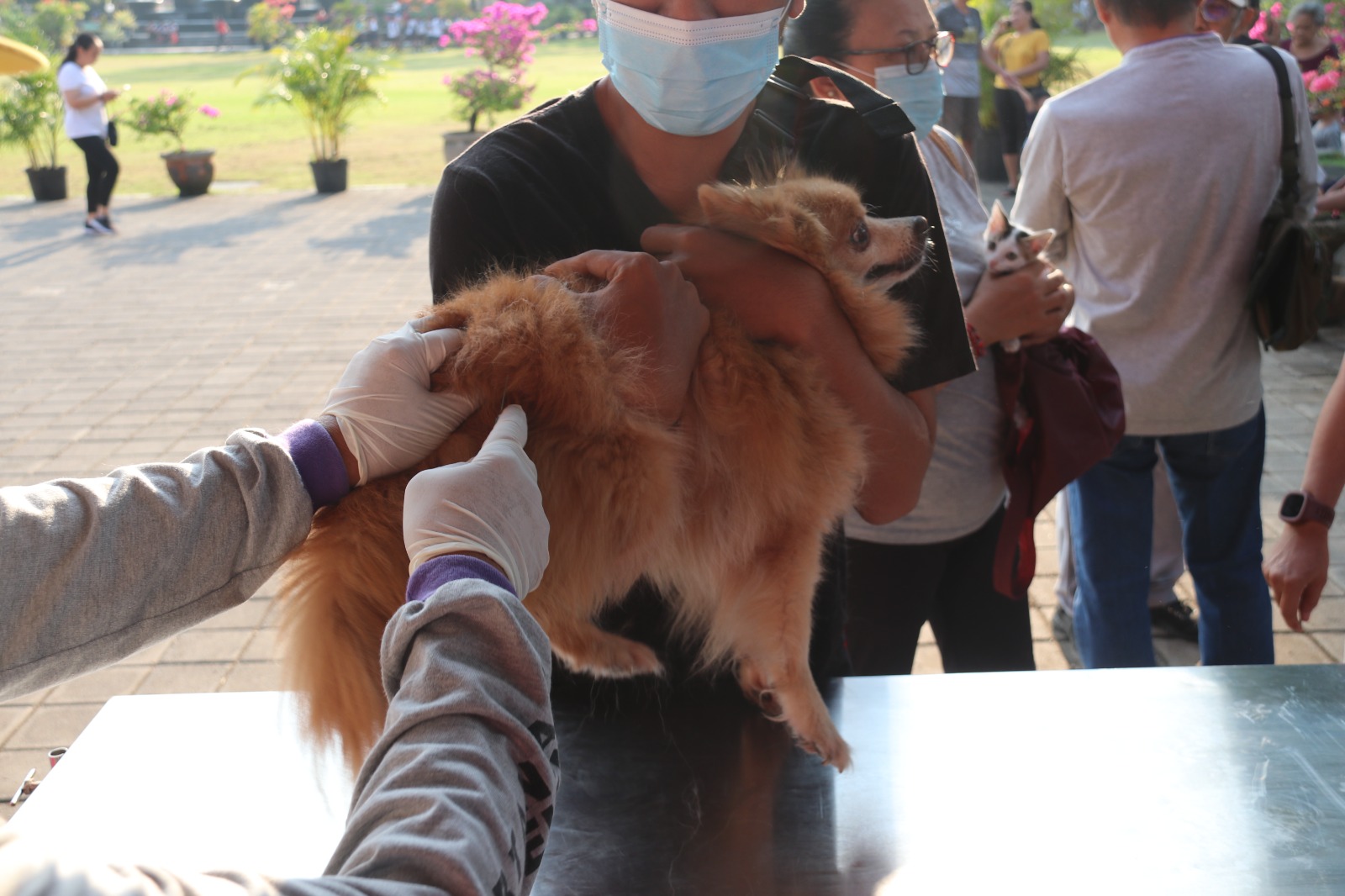 Luar Biasa! Buleleng Melebihi Target Vaksinasi Rabies dalam Peringatan WRD 2023