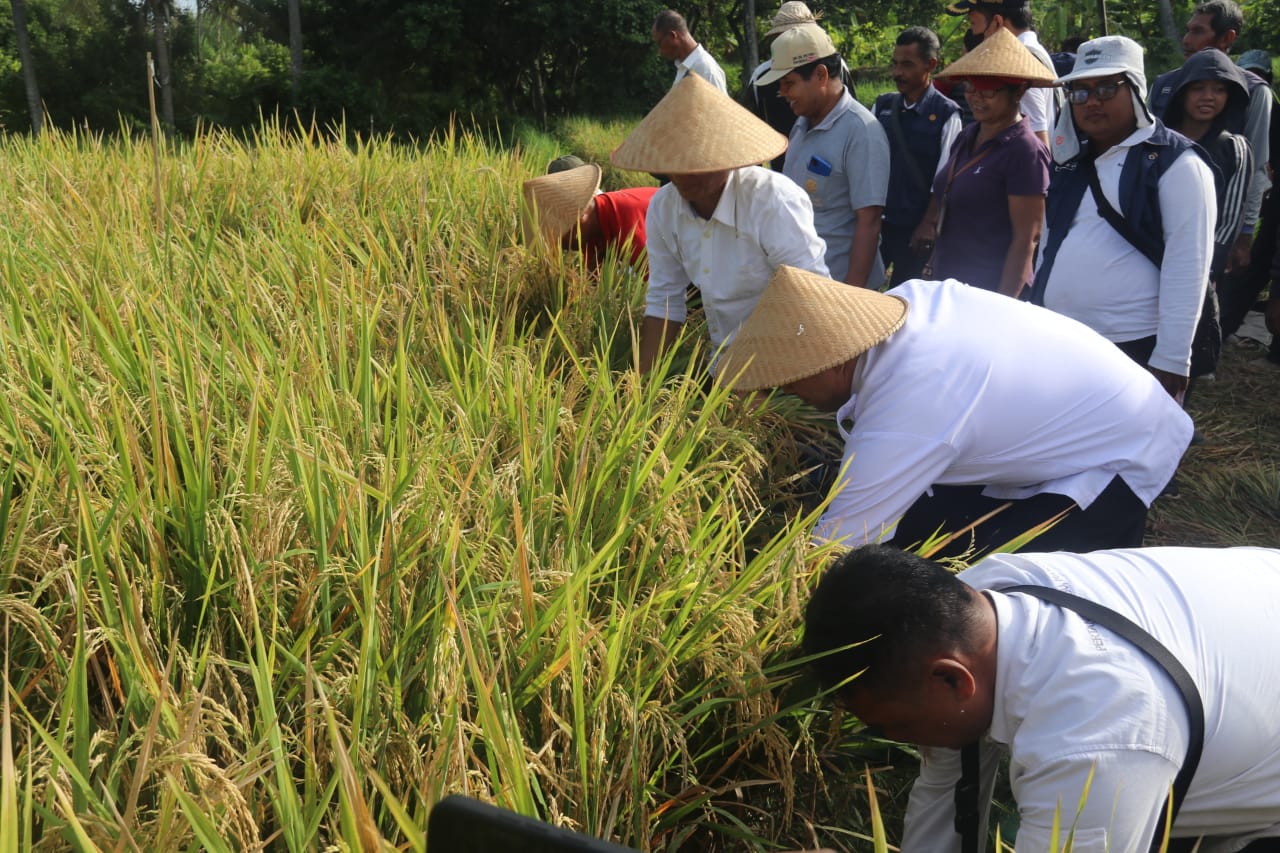 Panen Demplot dengan Metode Hazton di Subak Sambangan Tingkatkan Produksi Gabah Hingga 50%