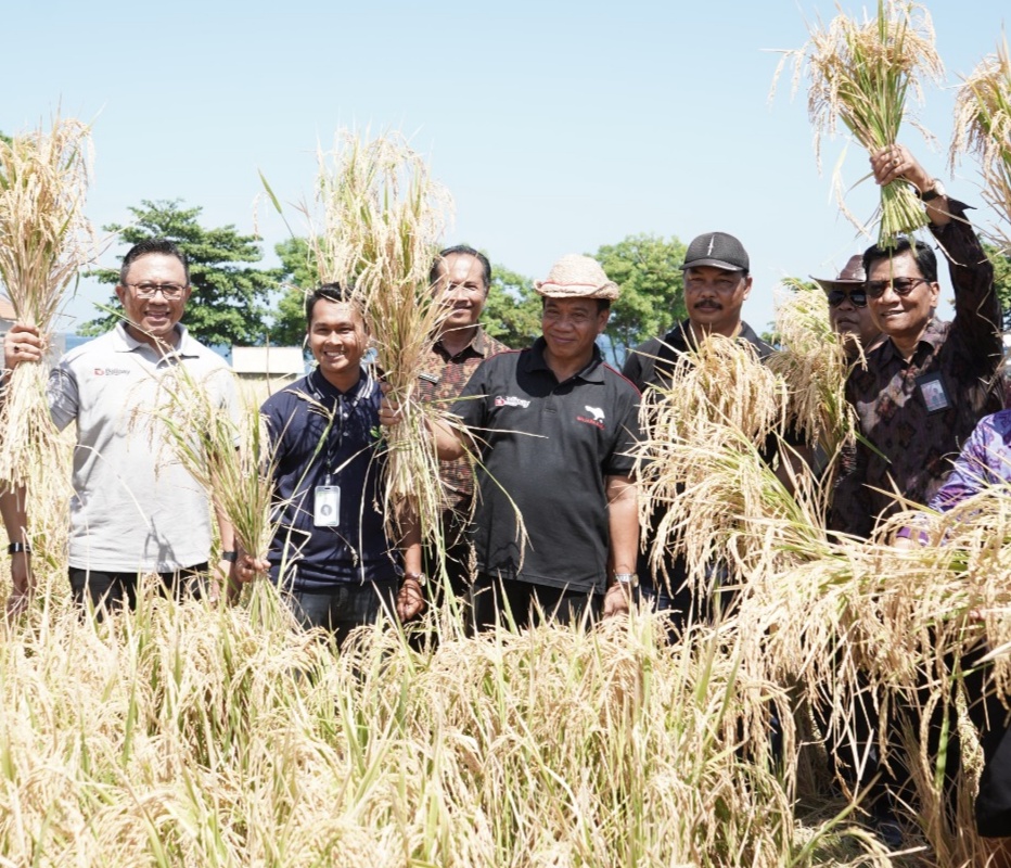 Penghujung Tahun 2023, Pj Bupati Buleleng Panen Padi Bersama Petani