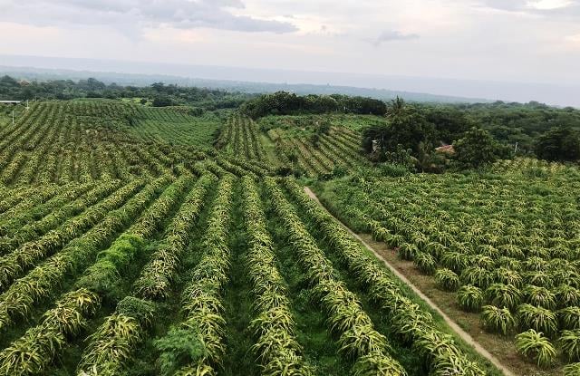 Total Luas 50 Hektar, Desa Bulian Mampu Produksi Puluhan Ribu Ton Buah Naga