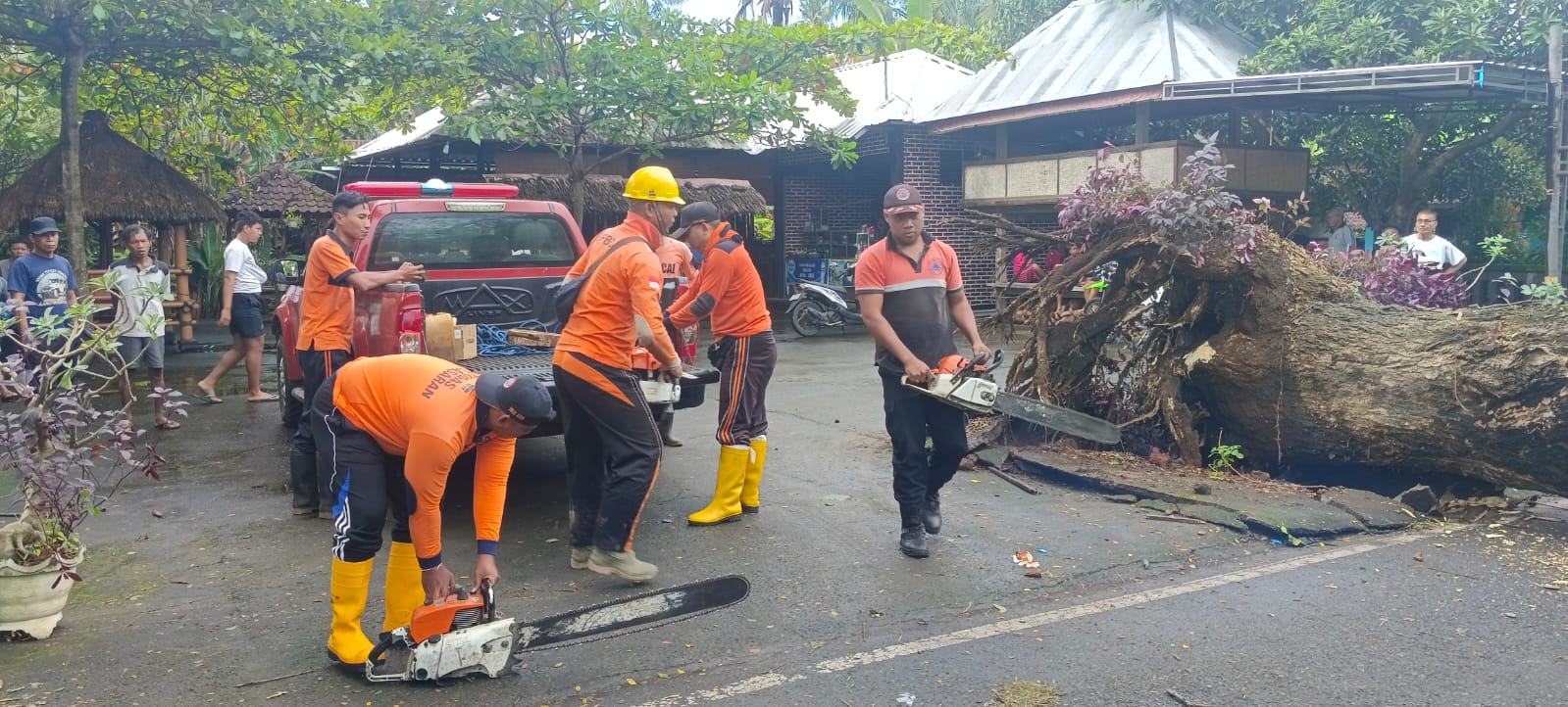 TRC BPBD Sigap Tangani Pohon Suar Tumbang di Jalur Singaraja - Gilimanuk